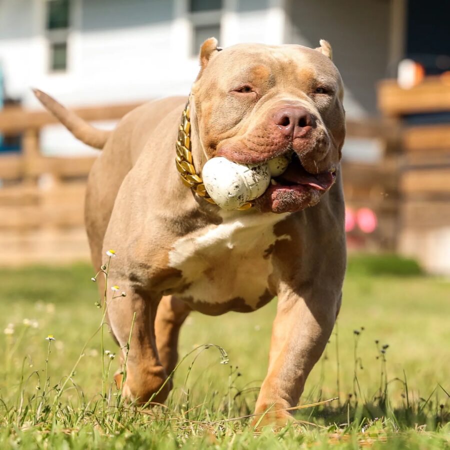 TDB Supreme of Iron Legacy Kennels