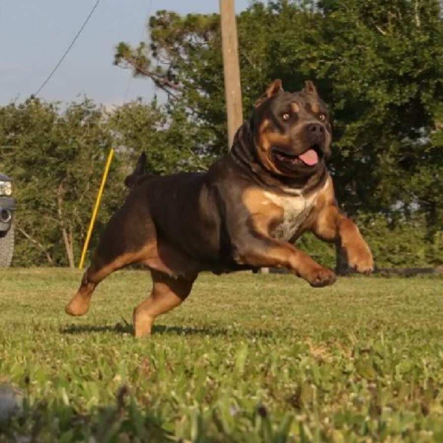 Bullevardbulls’ Omertà of Iron Legacy Kennels