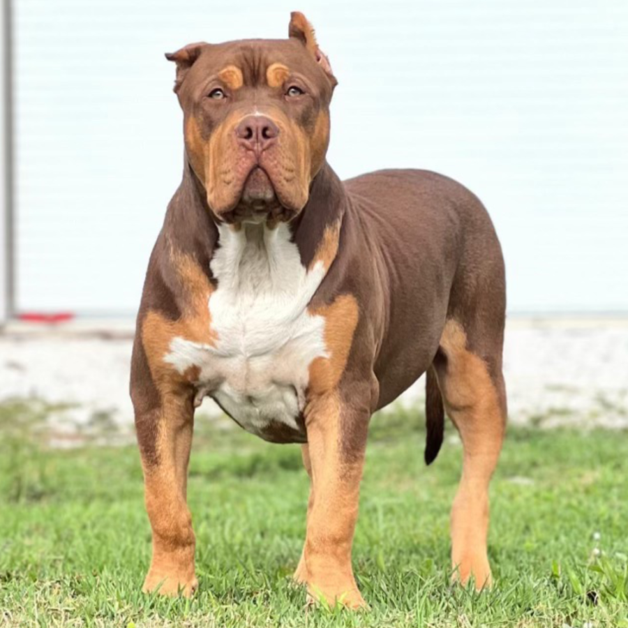 DCB Metatron of Iron Legacy Kennels