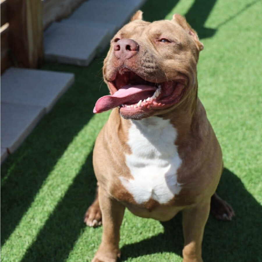 MBK Orcus of Iron Legacy Kennels